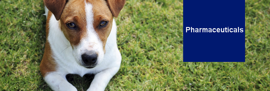 Small dog with Animalcare branding 