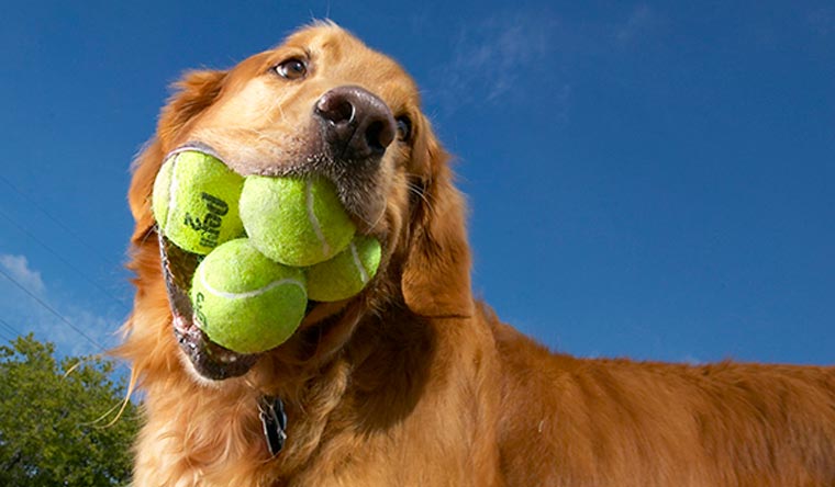 Golden Retriever with tennis balls in its mouth