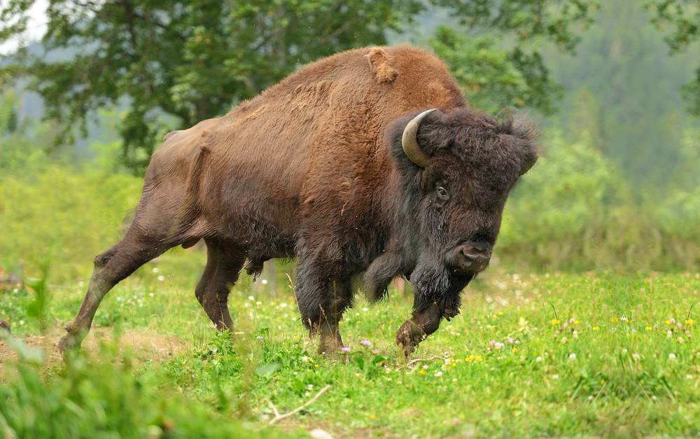 Bison charging