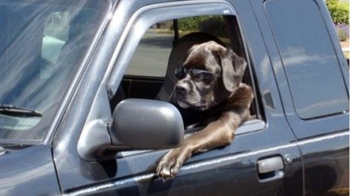 Black dog in car