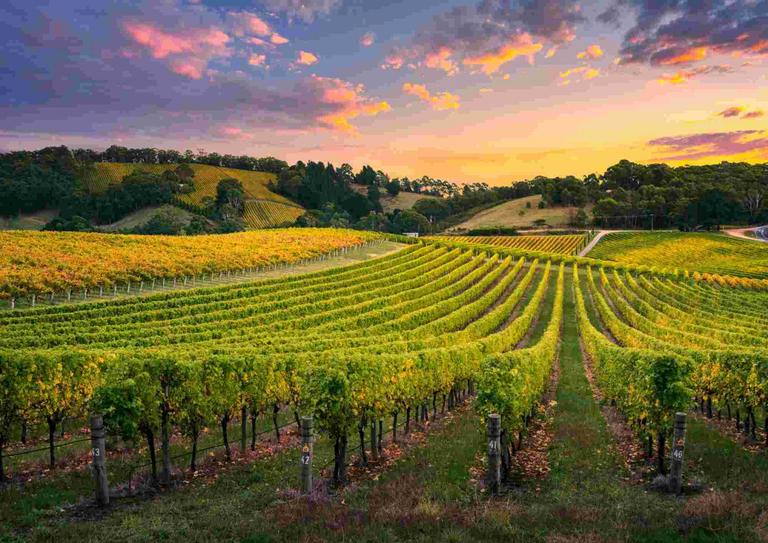 Chapel Down vineyards