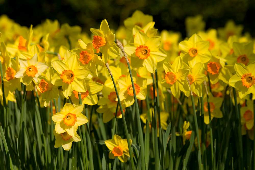 Daffodils