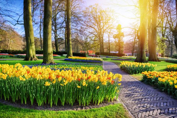Spring daffodils