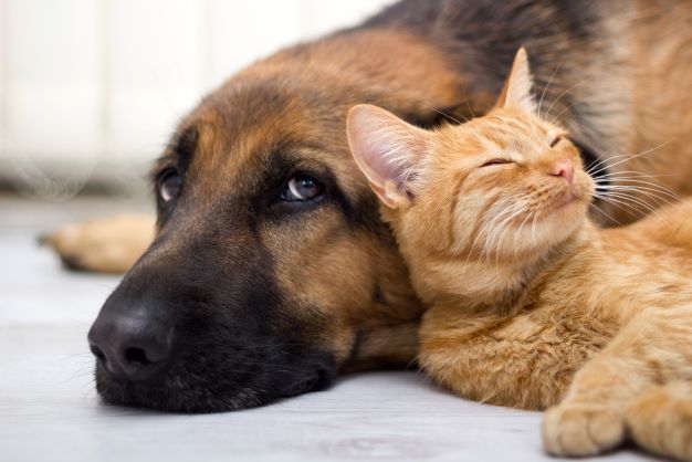 Dog and cat