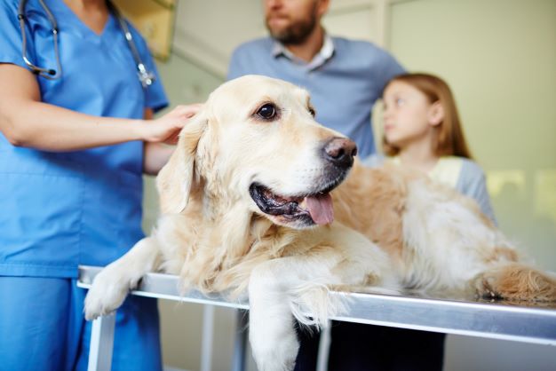 Dog at the vet