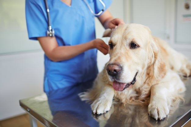 Dog with vet
