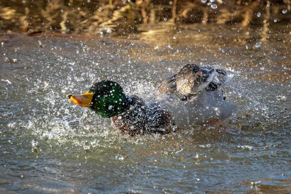 Duck paddling fast