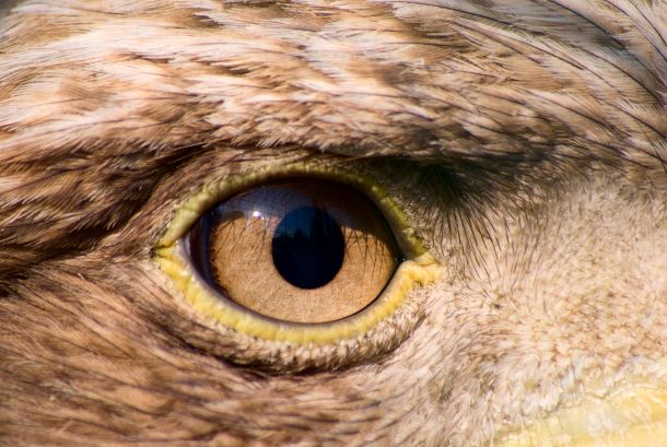 Picture of an eagle's eye