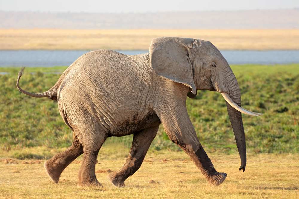 Elephant running