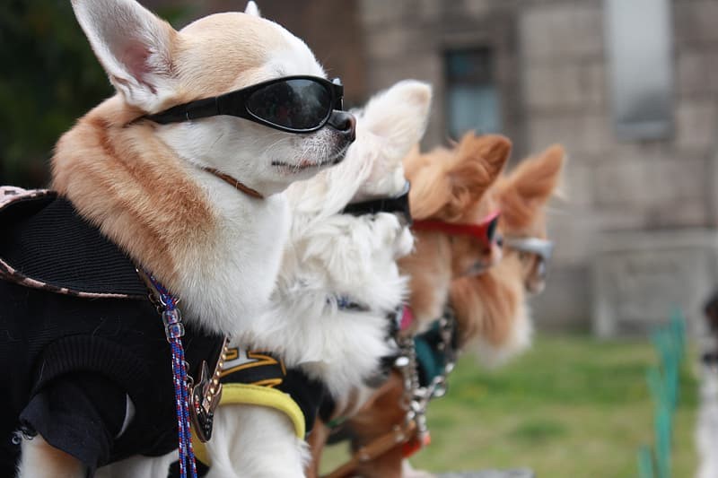 Fashion dogs
