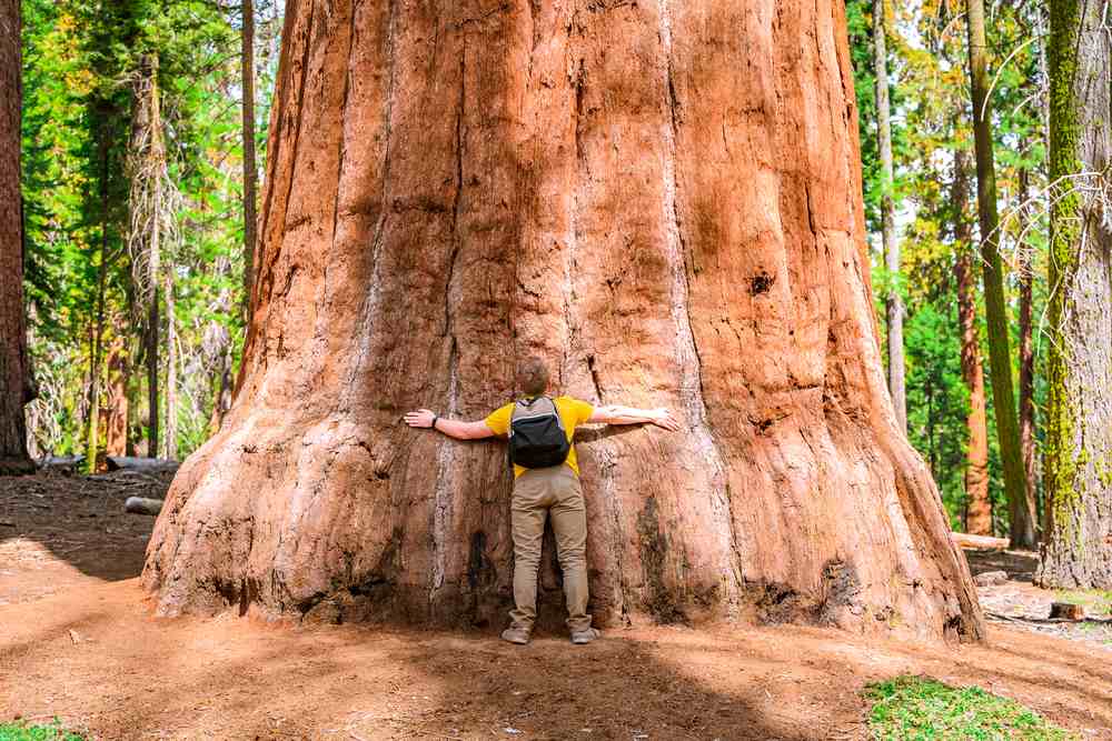 Giant tree