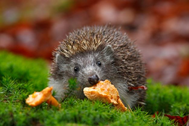 Hedgehog eating