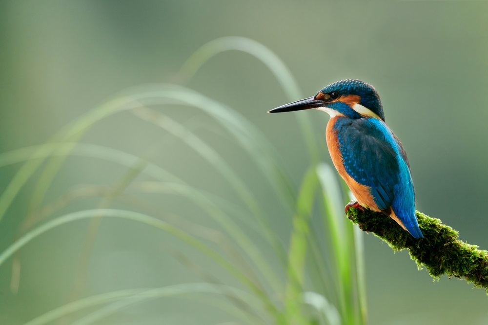 KIngfisher