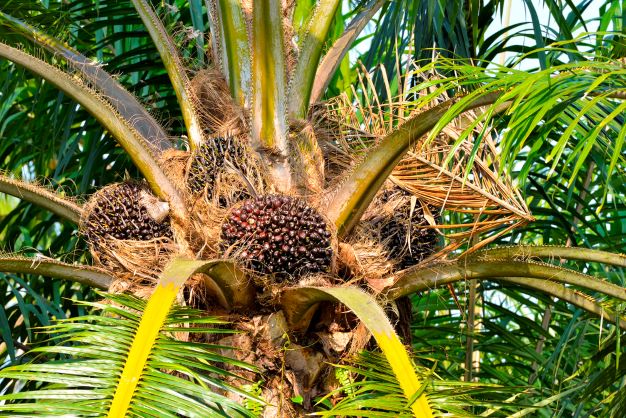 Oil palm fruits