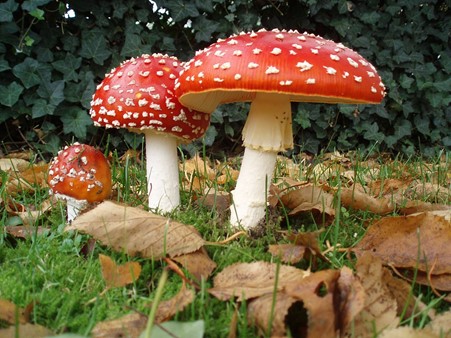 Mushrooms with white spots containing vanadium
