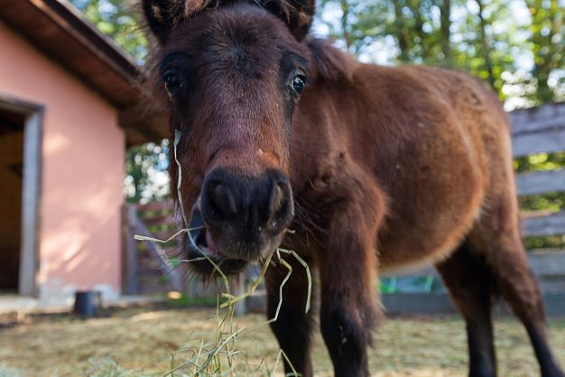 Pony