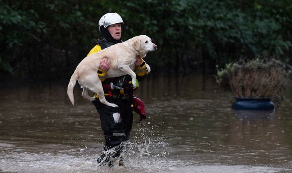 Dog being carried to safety during Storm Dennis