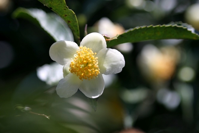 Camellia