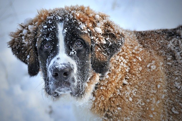 St Bernard in the snow Image by ClaudiaWollesen from Pixabay