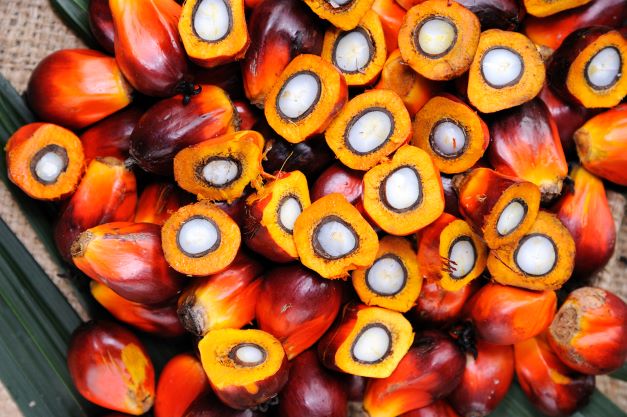 Oil palm fruits