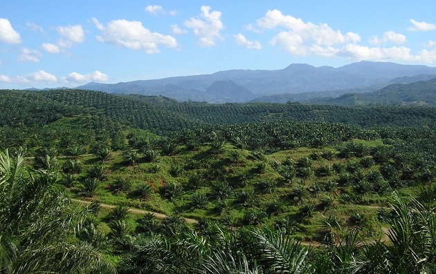 Palm oil plantation