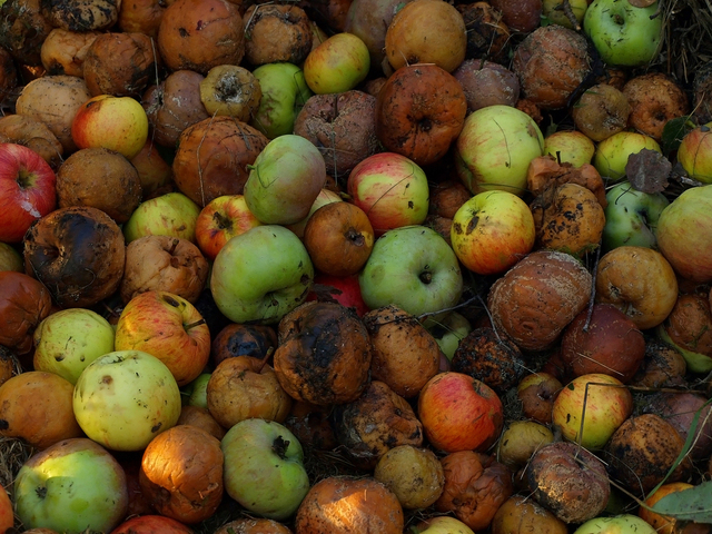 A basket of rotten apples